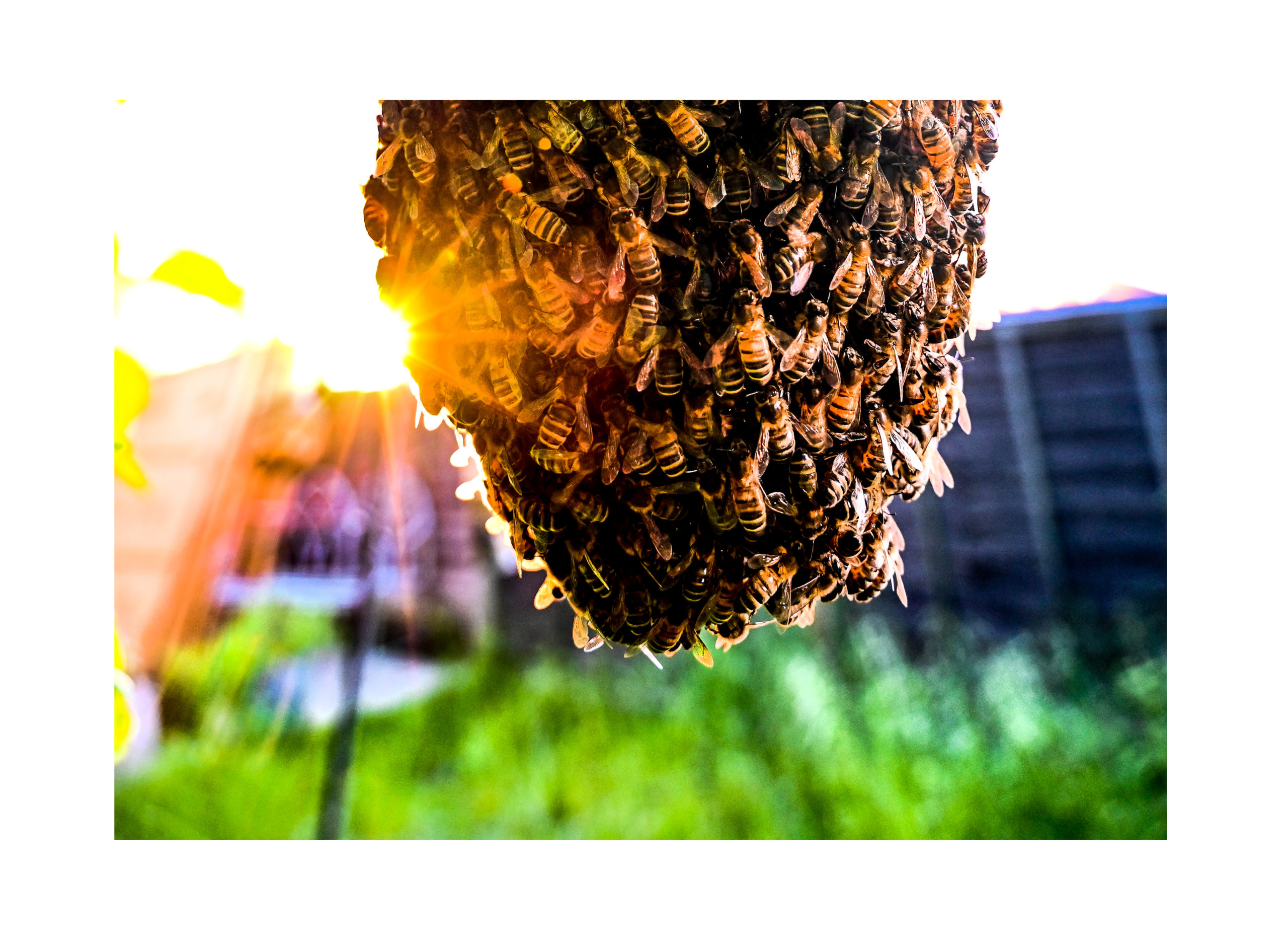 Suffolk Honey Bees